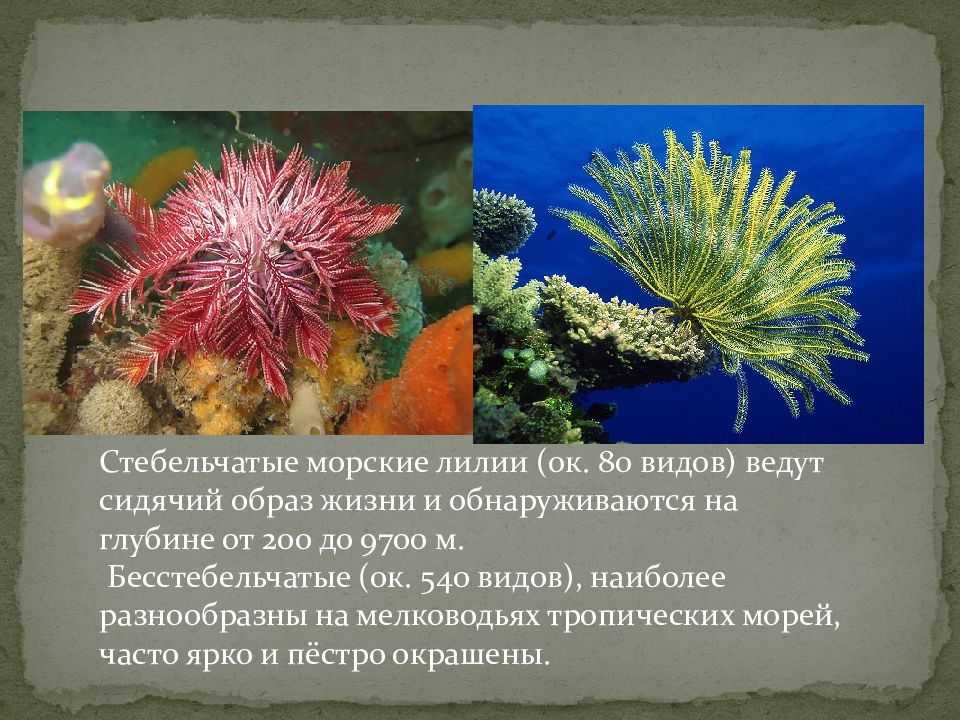 Особенности класса морские лилии