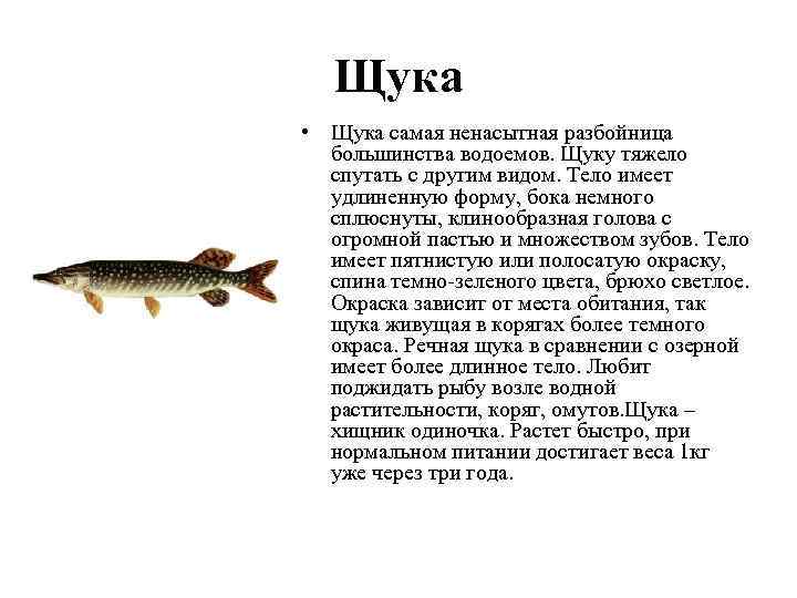 Голец