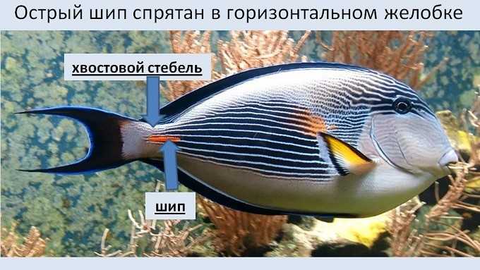 Цихлида голубой дельфин