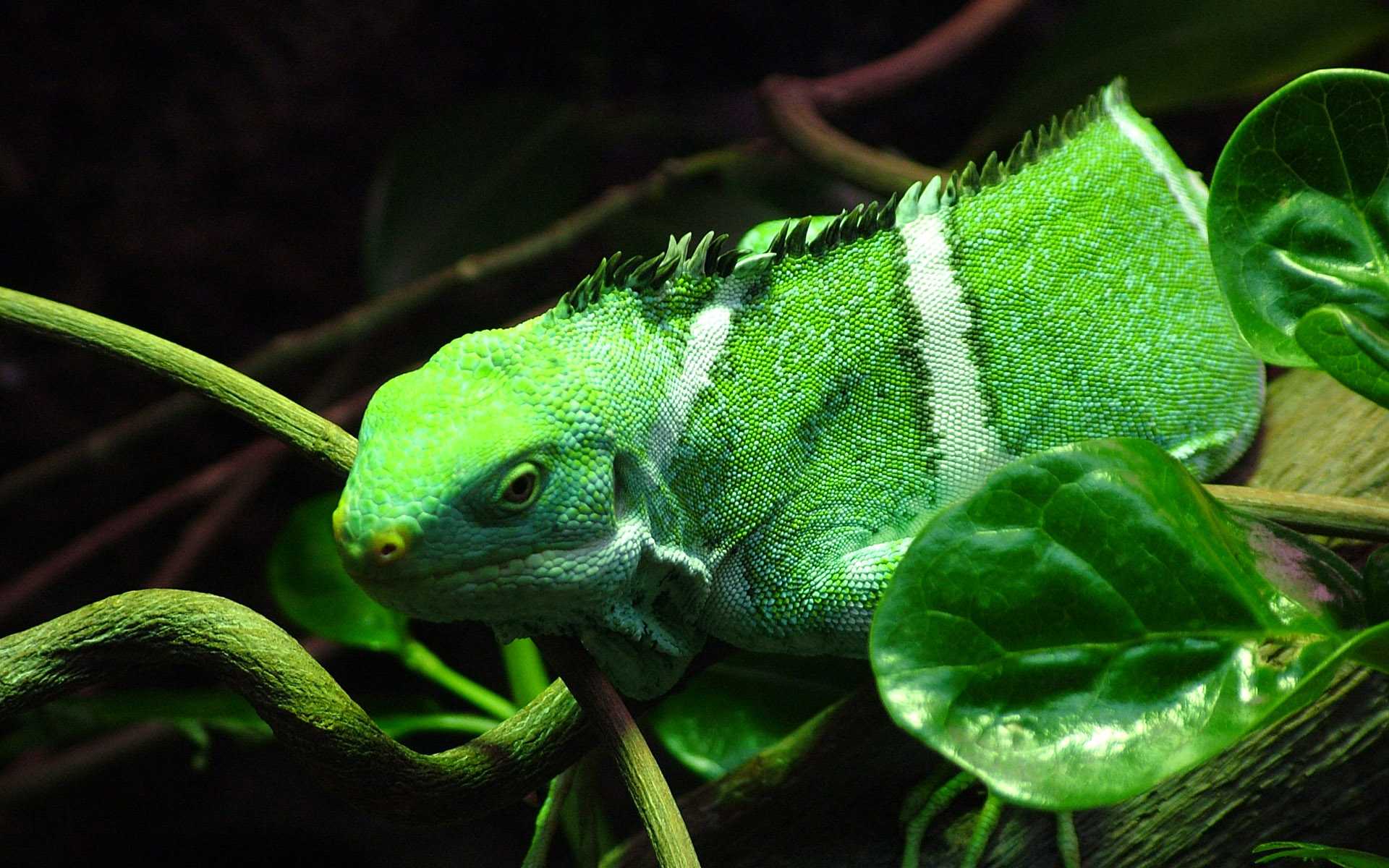 Зеленая игуана (iguana iguana)