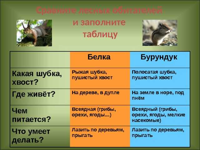 Доклад сообщение на тему белка (описание для детей)
