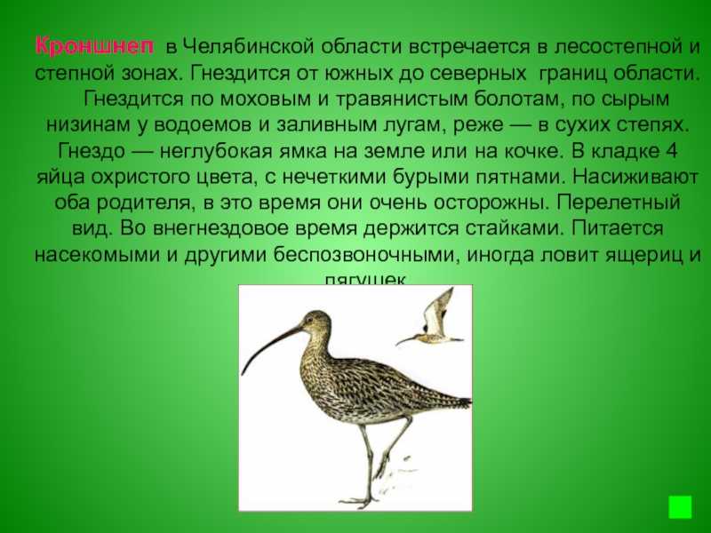 Бекасовые