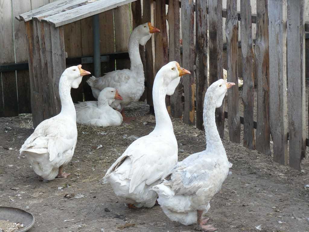 Голубой гусь Chen caerulescens - это цветовая морфа белого гуся