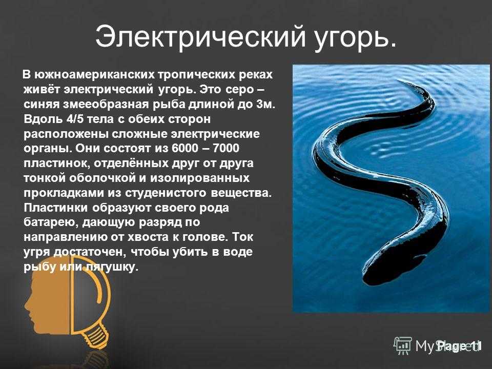 Мирихтис