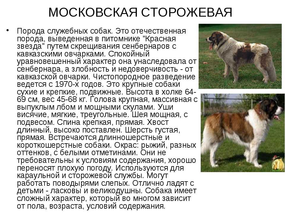 Японские породы собак