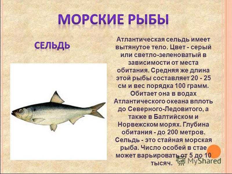 Волжская сельдь | заповедник аскания нова