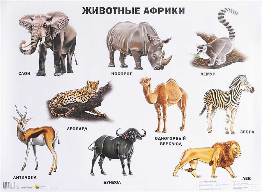 § 30. африка: континент в эпоху перемен