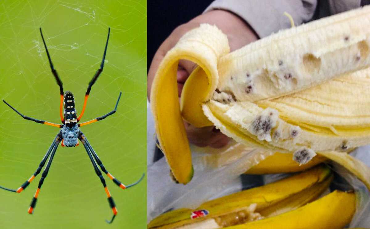 Трихонефила инаурата - trichonephila inaurata - dev.abcdef.wiki