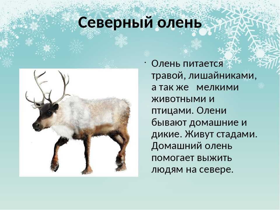 Олень: все самое интересное о повадках, образе жизни