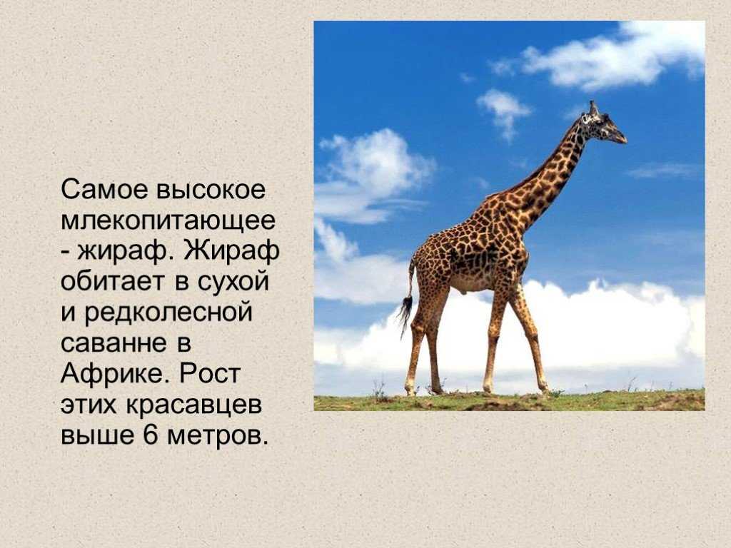 Отряд хищные млекопитающие животные: семейства, представители