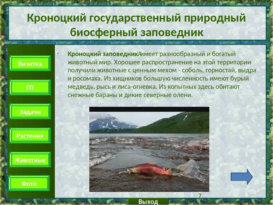 Семейство чистиковые