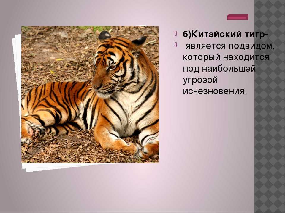 Год тигра по китайскому гороскопу — характеристика мужчин и женщин, рожденных в год тигра. совместимость тигра с другими знаками восточного зодиака