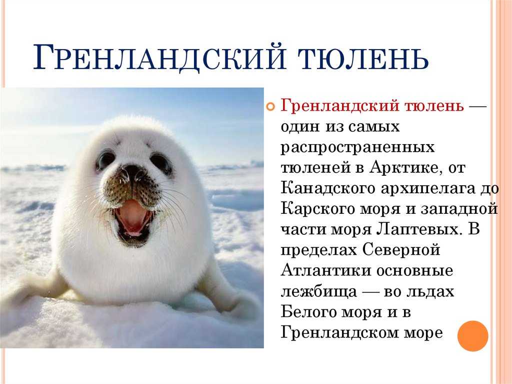 Животное арктики тюлень | выживание в дикой природе
