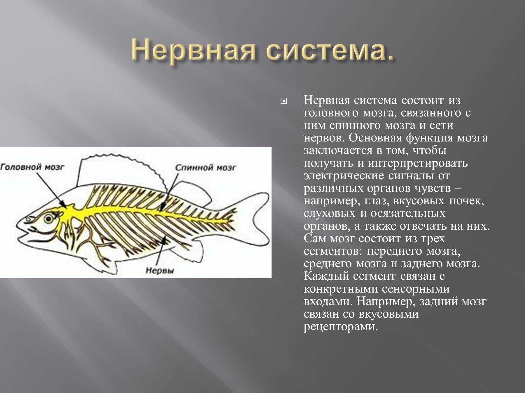 Систематика живой природы | контент-платформа pandia.ru